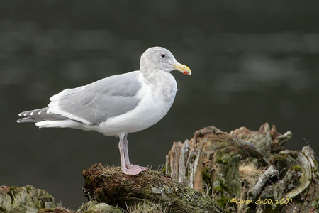 Glaucous-winged Gull