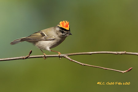 Golden-crowned Kinglet