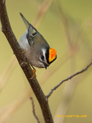Golden-crowned Kinglet
