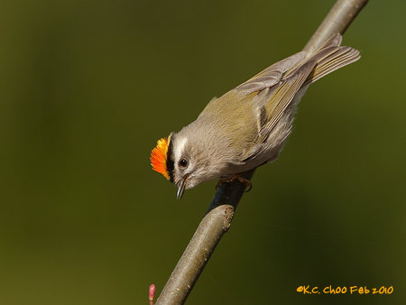 Golden-crowned Kinglet