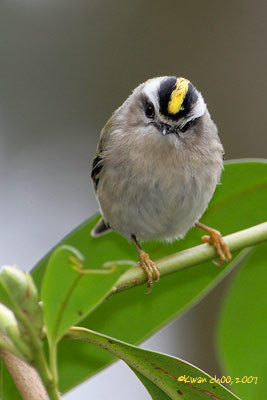 Golden-crowned Kinglet