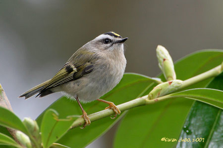 Golden-crowned Kinglet