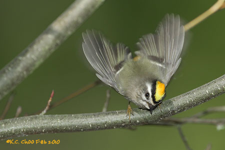 Golden-crowned Kinglet
