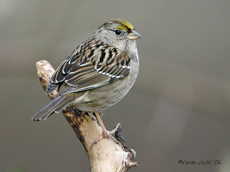 Golden-crowned Sparrow