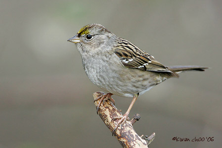 Golden-crowned Sparrow