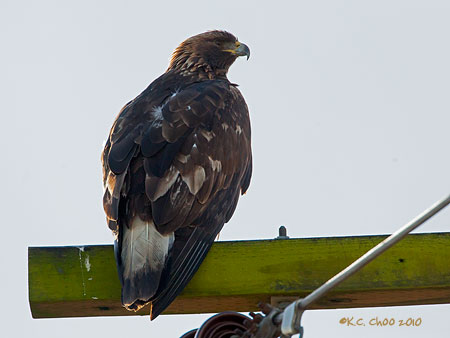 Golden Eagle