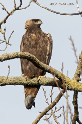 Golden Eagle