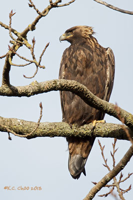 Golden Eagle