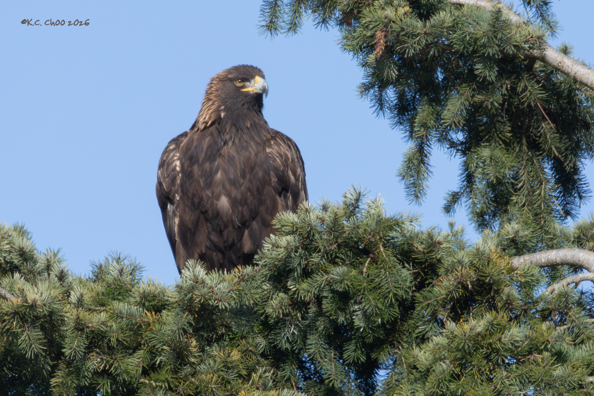 Golden Eagle