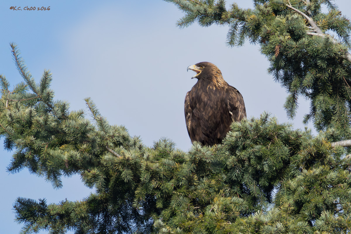 Golden Eagle