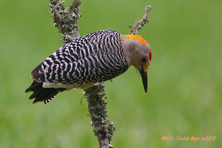 Golden-fronted Woodpecker