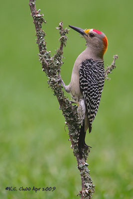 Golden-fronted Woodpecker
