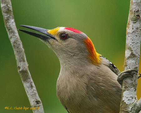 Golden-fronted Woodpecker