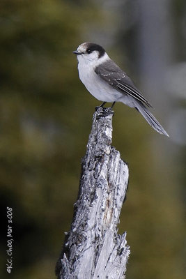 Gray Jay