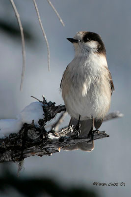 Gray Jay