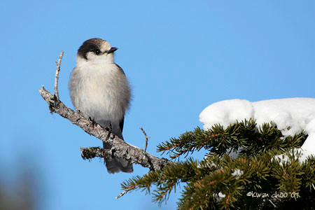 Gray Jay