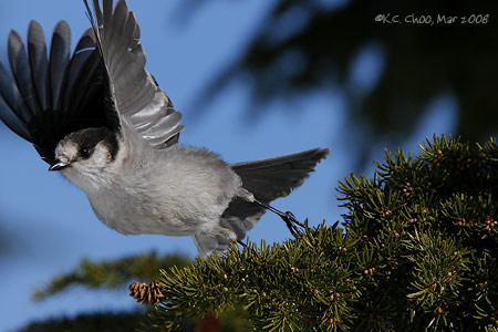 Gray Jay