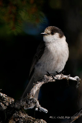 Gray Jay