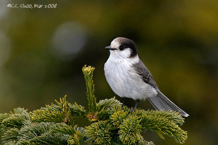 Gray Jay