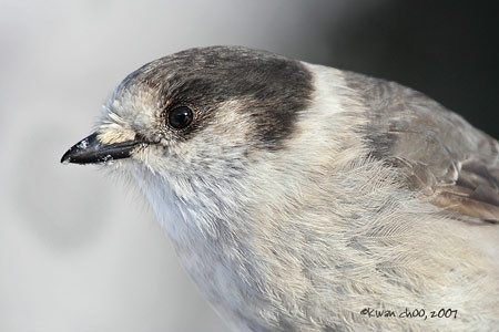 Gray Jay