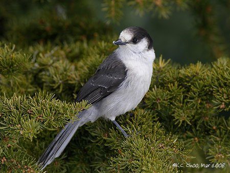 Gray Jay