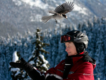 Gray Jay