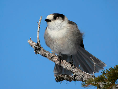 Gray Jay