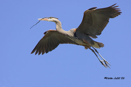 Great Blue Heron