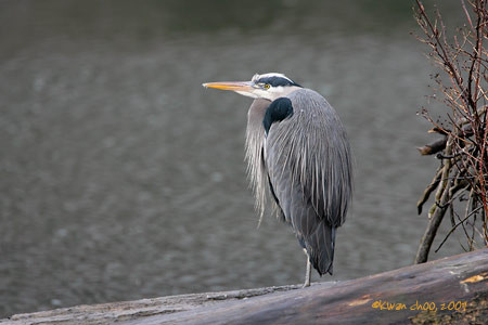 Great Blue Heron