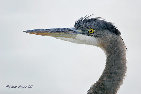 Great Blue Heron