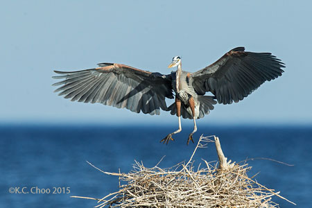 Great Blue Heron