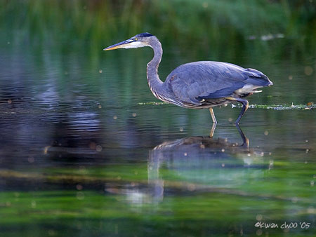 Great Blue Heron
