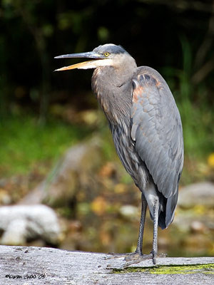 Great Blue Heron