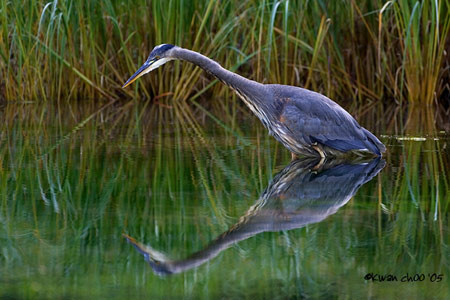 Great Blue Heron