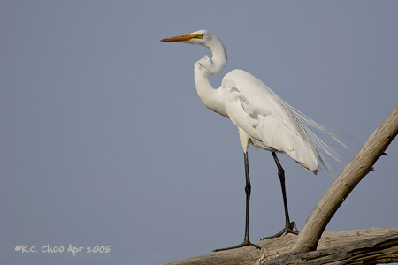 Great Egret