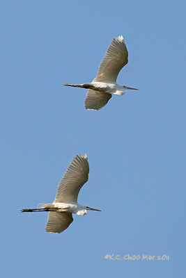 Great Egret