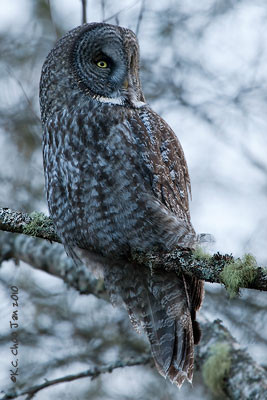 Great Gray Owl