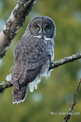 Great Gray Owl