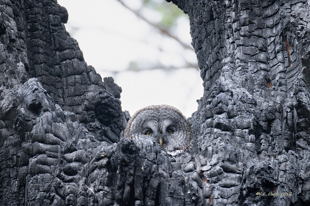 Great Gray Owl