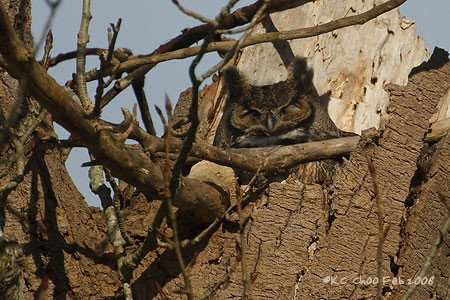 Great Horned Owl