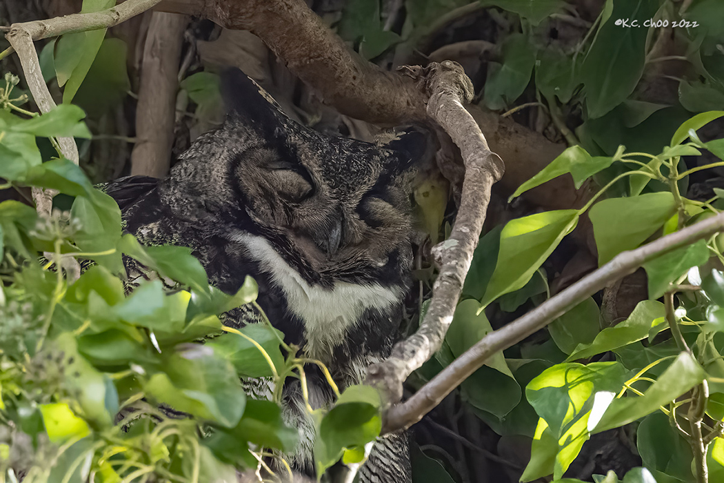 Great Horned Owl