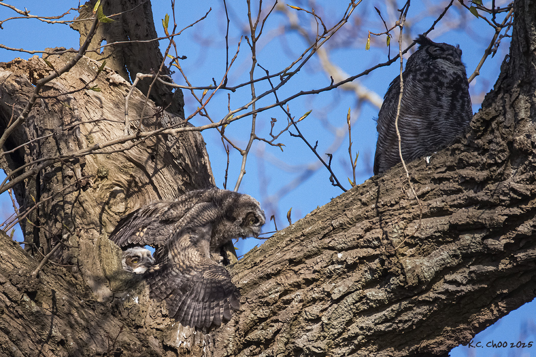 Great Horned Owl