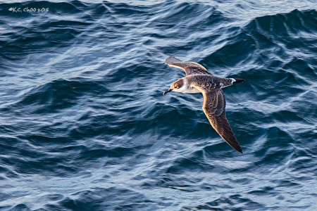 Great Shearwater