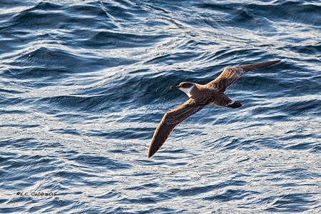 Great Shearwater