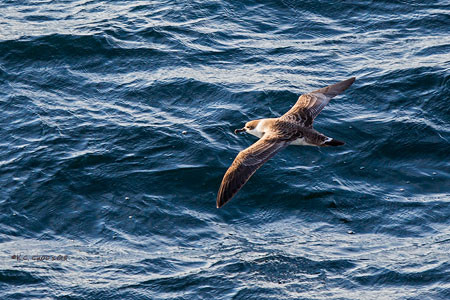 Great Shearwater