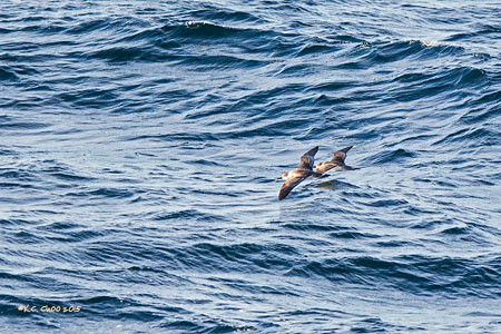 Great Shearwater