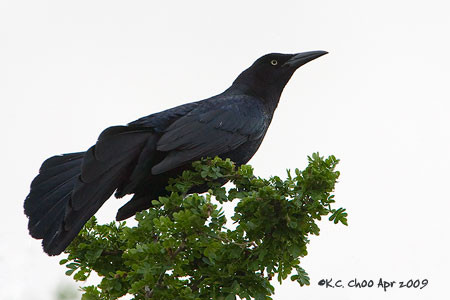 Great-tailed Grackle