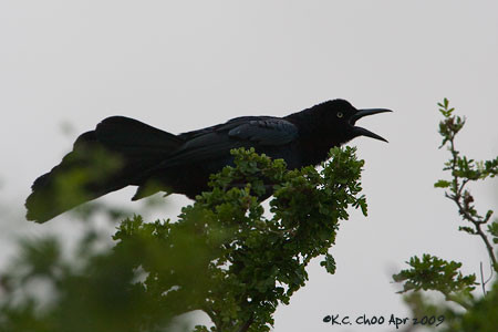 Great-tailed Grackle