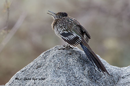 Greater Roadrunner