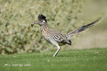 Greater Roadrunner
